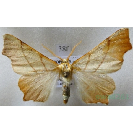 Ennomos fuscantaria (Haworth, 1809) male Latalec najesioniak Czech38f